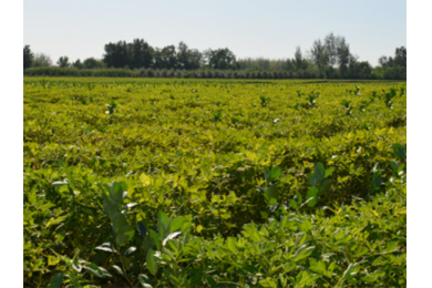 �ڹ���������