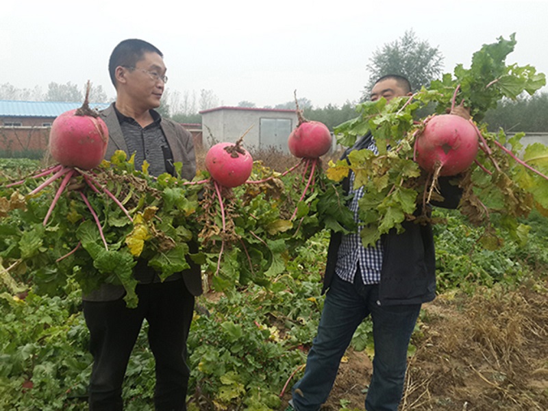 S36ɳ���� - Ҫ�����ɳ����