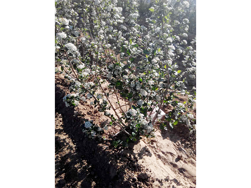 S36ɳ���� - Ҫ�����ɳ����