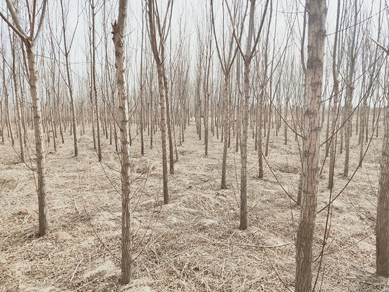 S36ɳ���� - Ҫ�����ɳ����