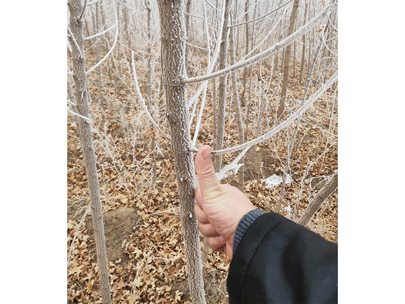 S36ɳ���� - Ҫ�����ɳ����