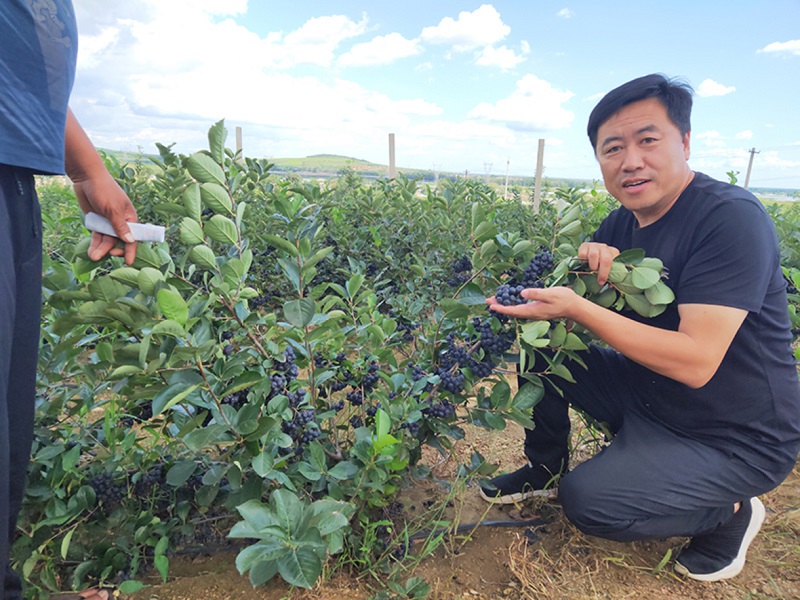 S36ɳ���� - Ҫ�����ɳ����